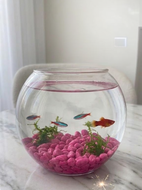 Mucit Home Kırmızı Pembe Karışık Fanus Taşı Akvaryum Balık Taşı