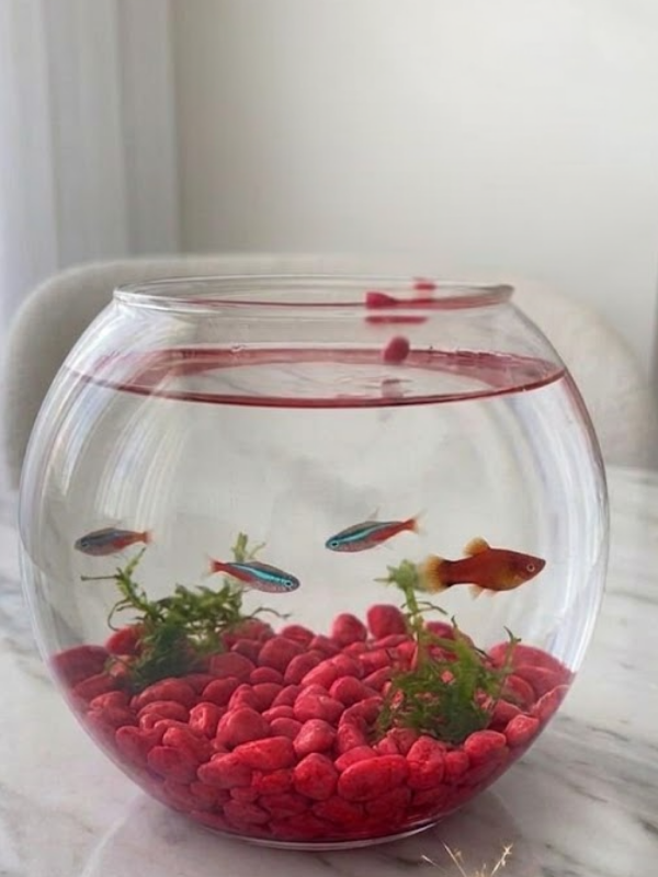 Mucit Home Kırmızı Pembe Karışık Fanus Taşı Akvaryum Balık Taşı