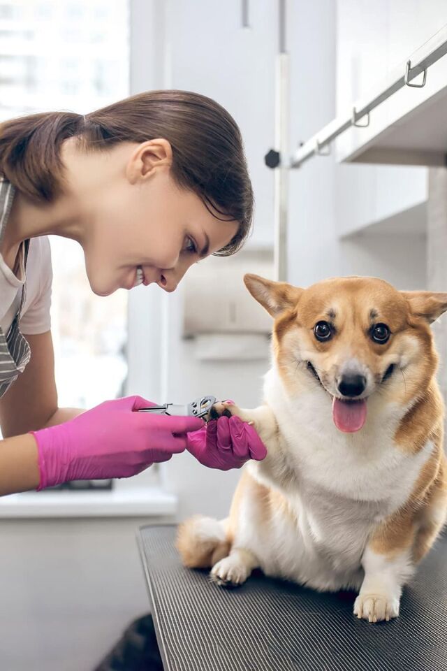 Mucit Home Kedi Köpek Tırnak Makası Kedi Köpek Pati Bakım Kuş Tavşan Tırnak Kesim Makası