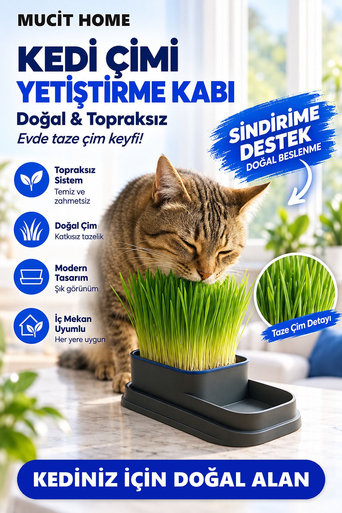 Mucit Home Topraksız Doğal Kedi Çim Yetiştirme Kabı